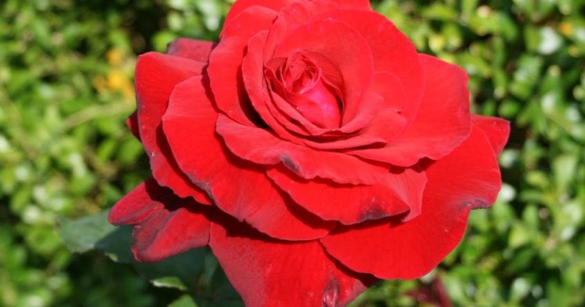 Die „Duftzauber“ Rose verbreitet einen angenehmen Duft und ist gut geeignet für die Vase.