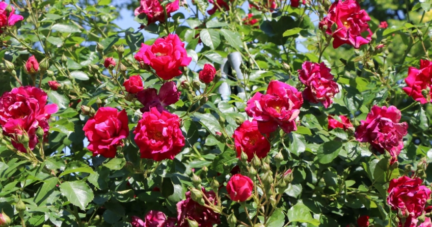 Die Kletterrose „Flammentanz“ ziert mit ihren gefüllten Blüten jedes Haus.