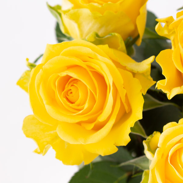 10 Gelbe Rosen (50cm) – Bild 2