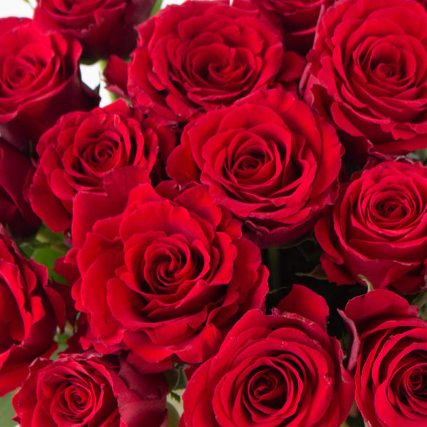 20 Rote Rosen (40cm) – Bild 2