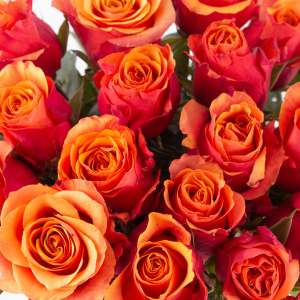 20 Orange Rosen (40cm) – Bild 2