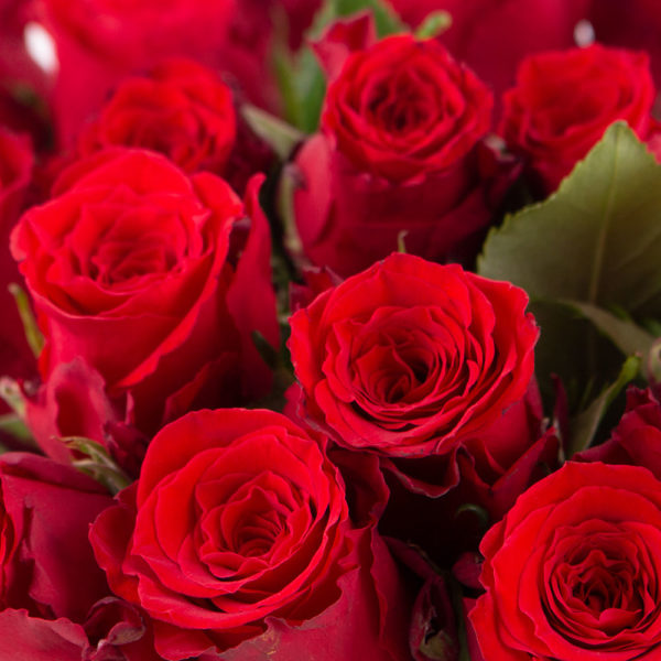 40 Rote Rosen (40cm) – Bild 2