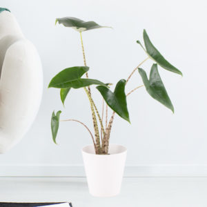 Alocasia Zebrina + gratis Topf | +/- 50 cm |ø 14 cm | Elefantenohr