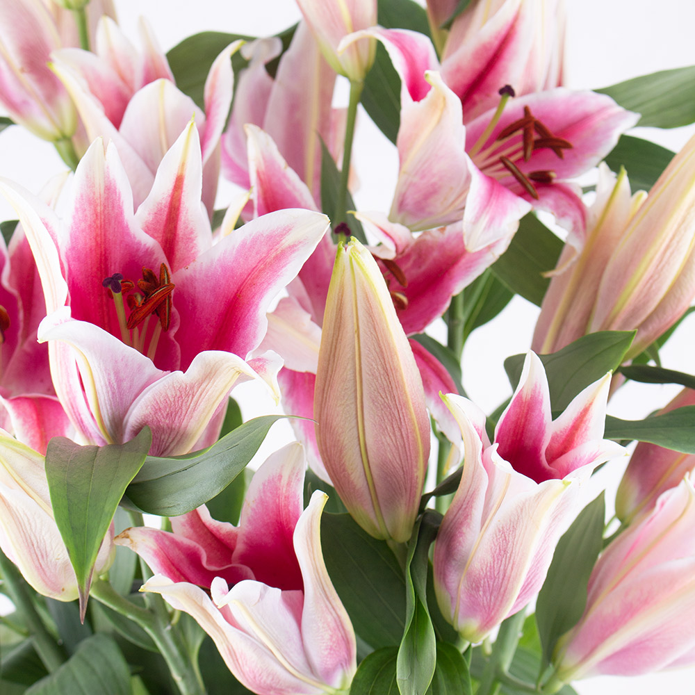 Blumenstrauß Rosa Lilien – Bild 2