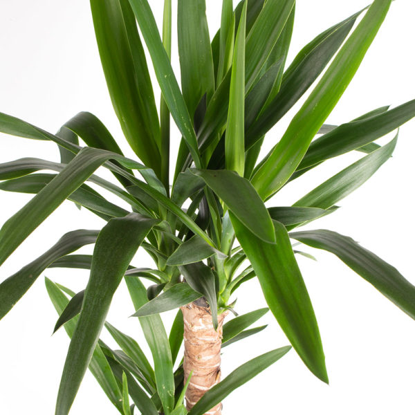 Yucca-Palme (2-stämmig) + gratis Topf | +/- 80 cm | ø 17 cm | Palmlilie – Bild 2