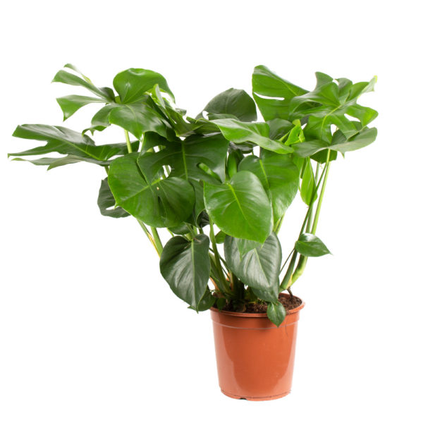 Monstera deliciosa XL | +/- 85 cm | ø 21 cm | Fensterblatt – Bild 2