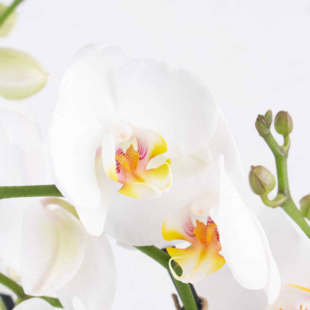 Zwei weiße Orchideen + gratis DUO-Topf | +/- 70 cm | ø 12 cm | Phalaenopsis – Bild 2
