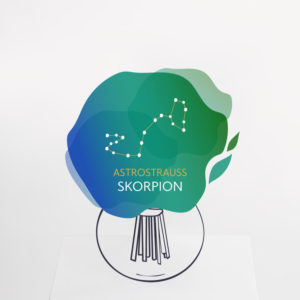 Astrostrauß Skorpion