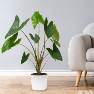 Pfeilblatt (Alocasia Zeberina)