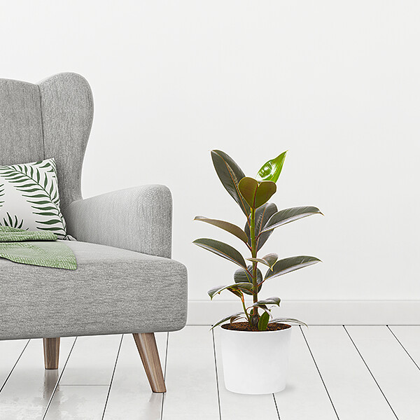 Gummibaum (Ficus Elastica Robusta)