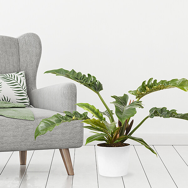 Philodendron Narrow