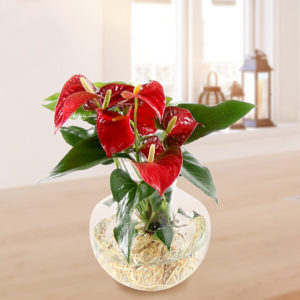 Rote Anthurie als Waterplant