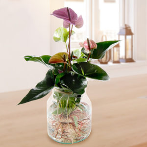 Lila Anthurie als Waterplant