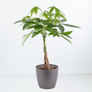 Glückskastanie | +/- 100 cm | ø 21 cm | Pachira aquatica