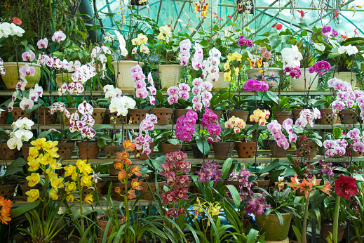 Orchideen Klusmann