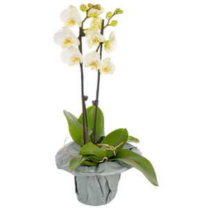 Weiße Orchidee im Topf