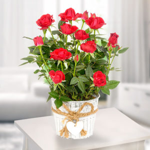 Rote Rose im Zinktopf