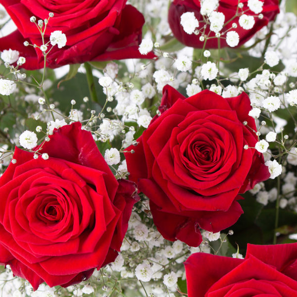 Rote Rosen mit Schleierkraut - Premium-Rosen (60cm) – Bild 2