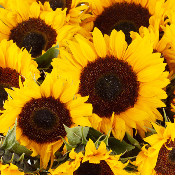 Blumenstrauß Sonnenblumen (20 Stück) – Bild 2