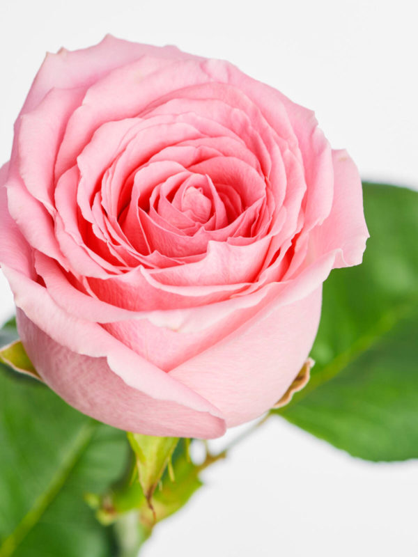 Miss You – Bild 2