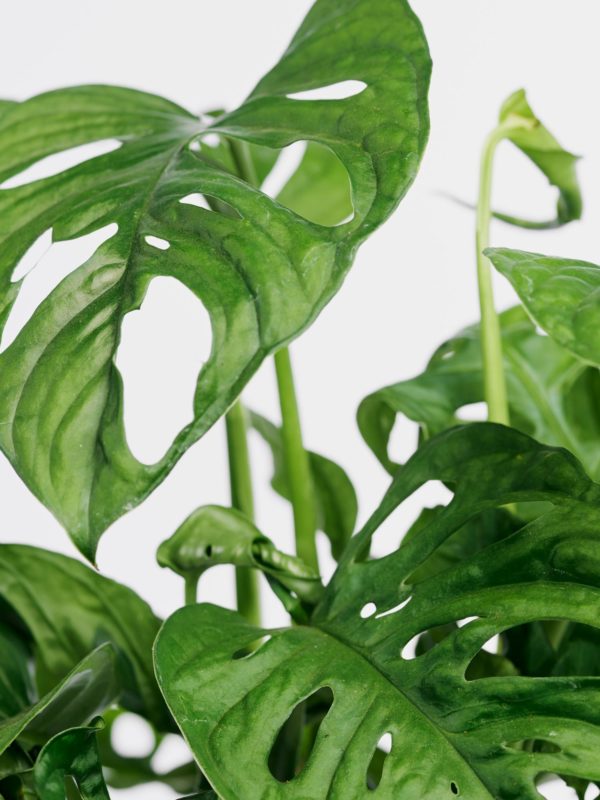 Monstera Monkey Leaf – Bild 3
