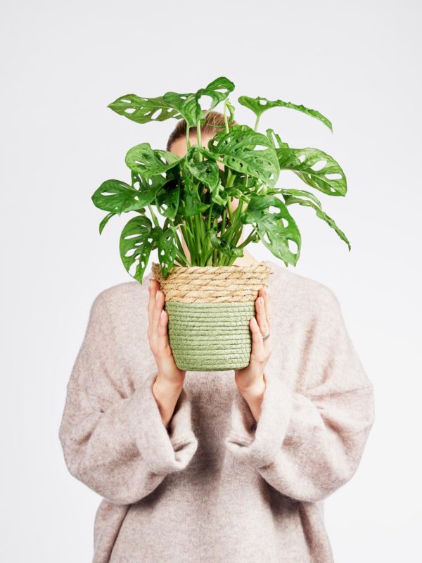 Monstera Monkey Leaf – Bild 2