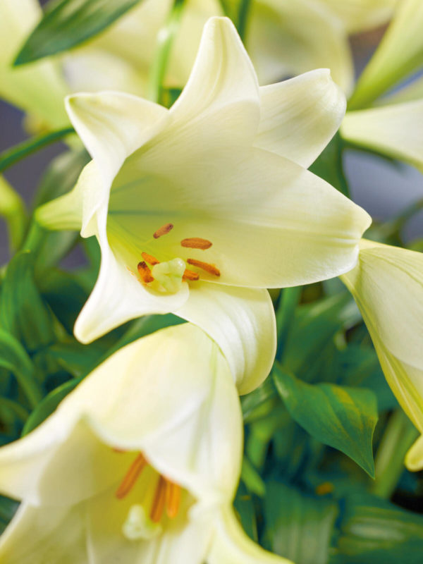 Fleurop Deluxe: White Lilies – Bild 2