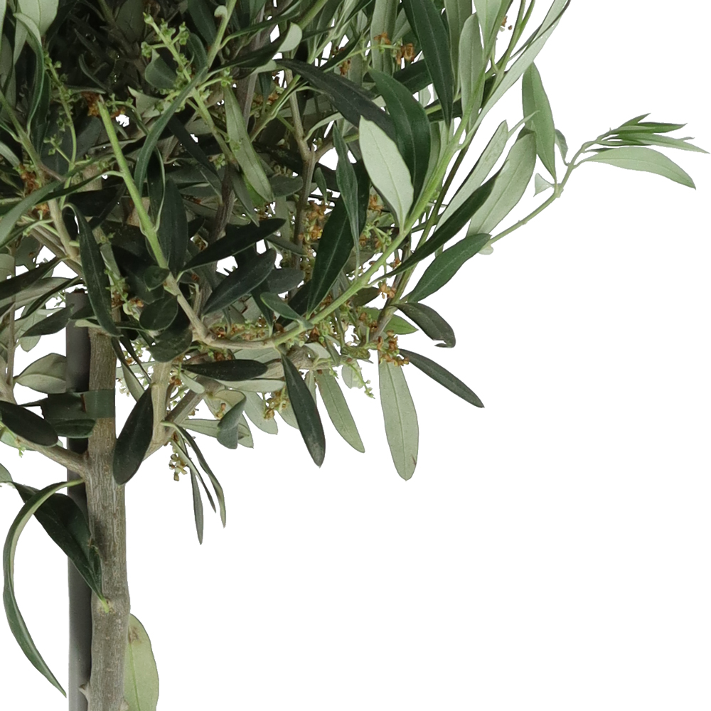 Olivenbaum + Topf | +/- 100 cm | ø 21 cm | Olea Europaea – Bild 2
