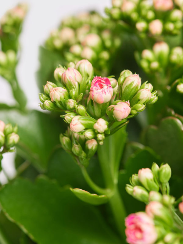 Kalanchoe 'Lucky' – Bild 2