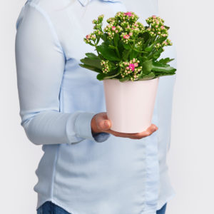 Kalanchoe 'Lucky'
