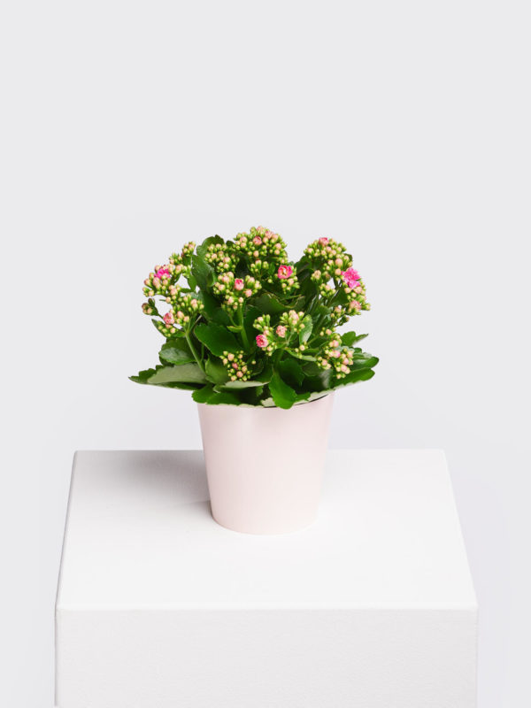 Kalanchoe 'Lucky' – Bild 3