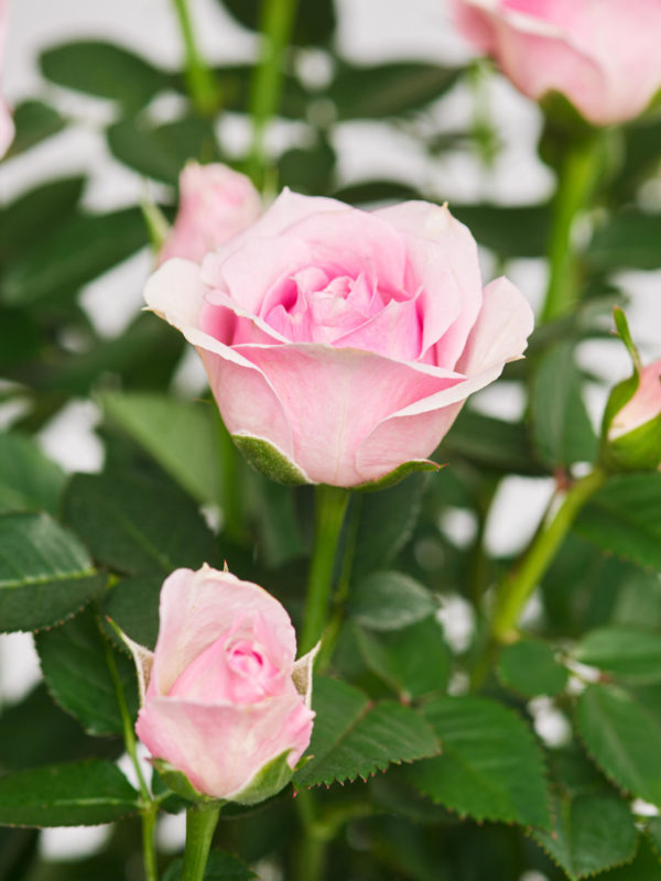 Pot Rose 'Charming' – Bild 3