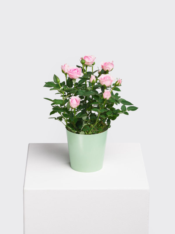Pot Rose 'Charming' – Bild 2