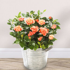 Orange Rose im Weidenkorb