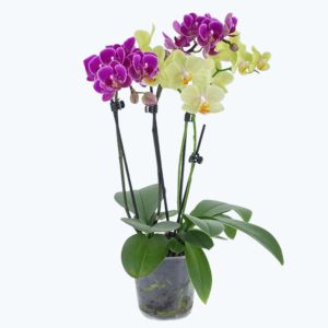 Cocktail Orchidee mit violett-gelben Blüten und 5+ Rispen