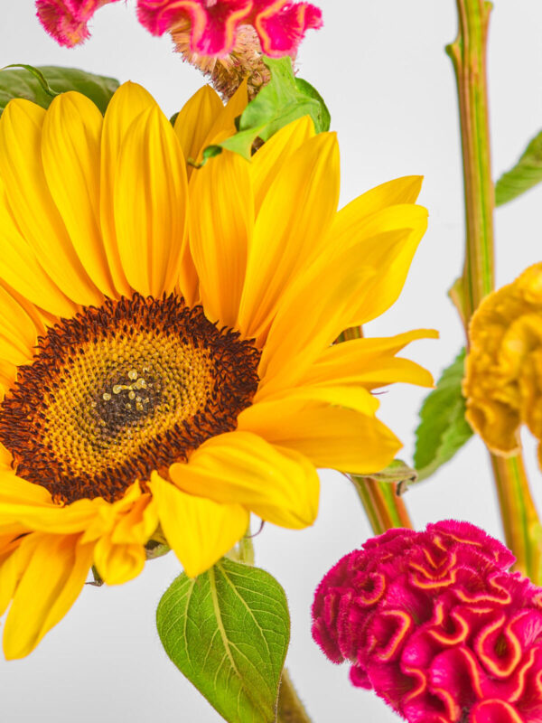 Sunflower & Celosia – Bild 2