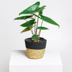 Alocasia