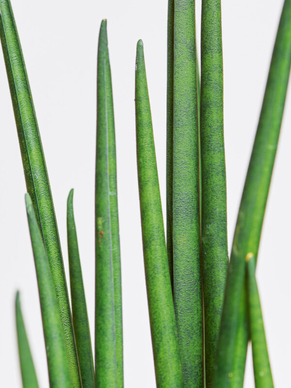 Sansevieria – Bild 2