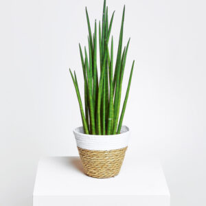 Sansevieria