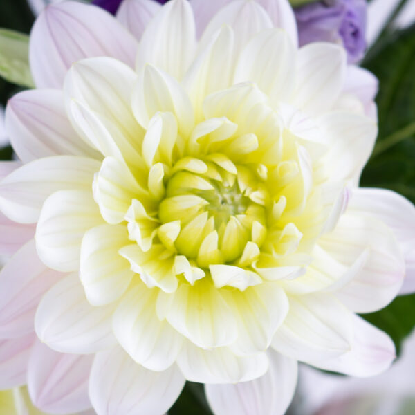 Blumenstrauß Grazia – Bild 2