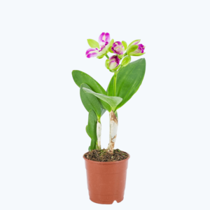 Cattleya Village Chief Green Genius