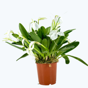 Masdevallia tovarensis Advents-Orchidee mit schneeweißen Blüten und 7+ Rispen