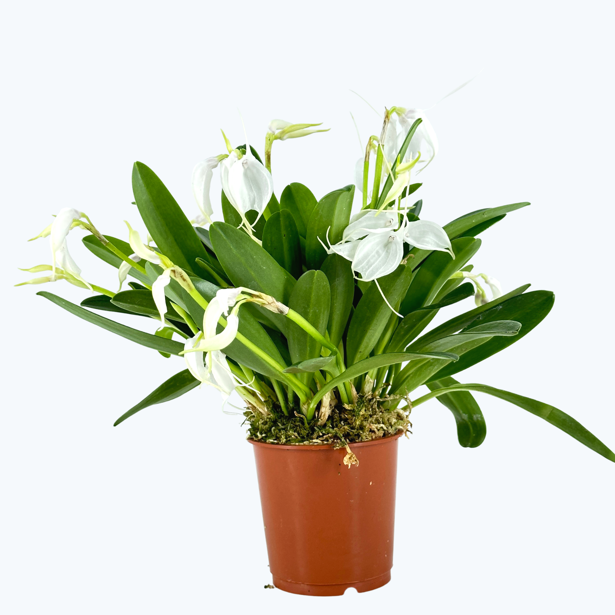 Masdevallia tovarensis Advents-Orchidee mit schneeweißen Blüten und 7+ Rispen