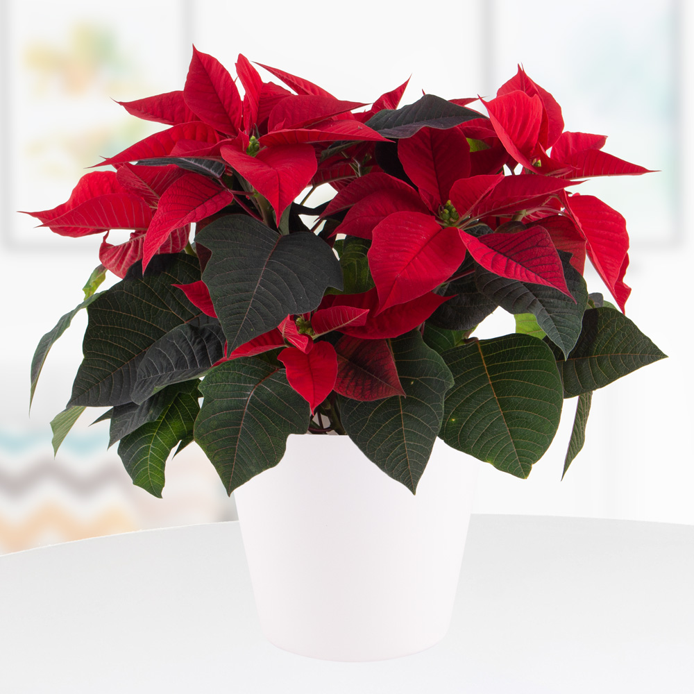 Roter Weihnachtsstern + gratis Topf (weiß) | +/- 30 cm | ø 13 cm | Poinsettie