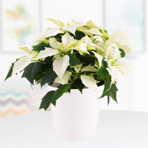 Weißer Weihnachtsstern + gratis Topf (weiß) | +/- 30 cm | ø 13 cm | Poinsettie
