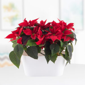 Zwei rote Weihnachtssterne + gratis DUO-Topf | +/- 25 cm | ø 13 cm | Poinsettie