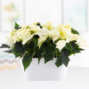 Zwei weiße Weihnachtssterne + gratis DUO-Topf | +/- 25 cm | ø 13 cm | Poinsettie