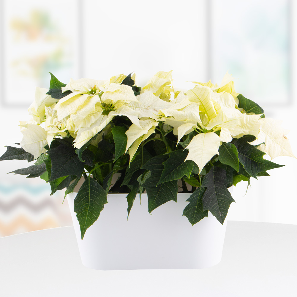 Zwei weiße Weihnachtssterne + gratis DUO-Topf | +/- 25 cm | ø 13 cm | Poinsettie