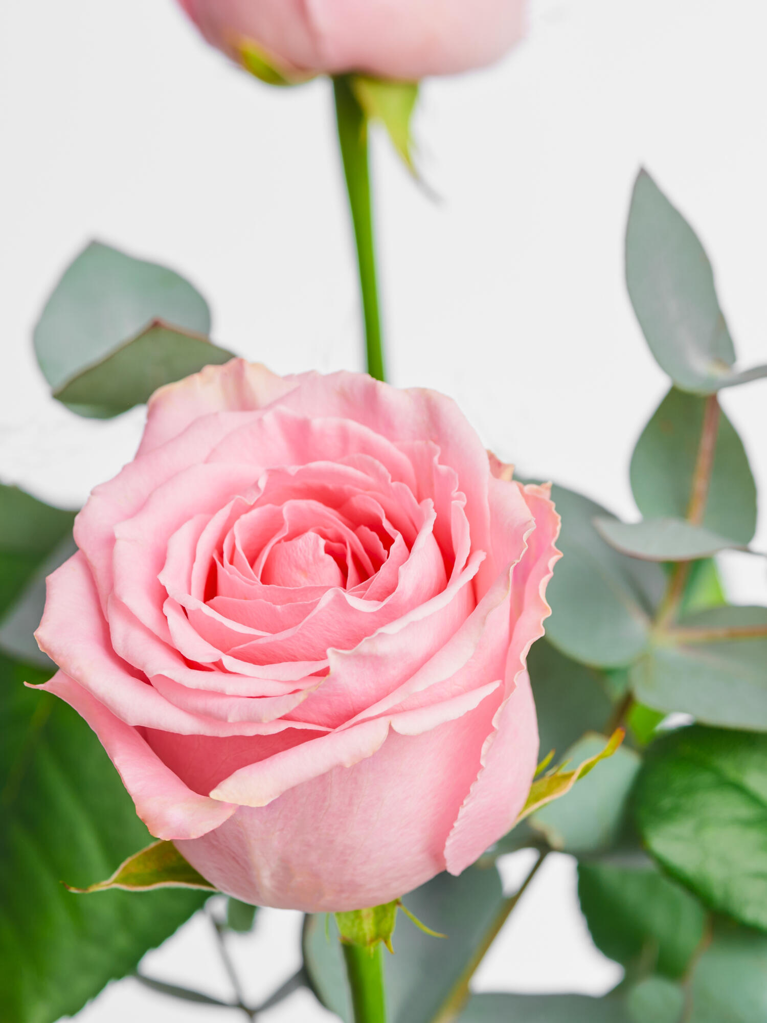 Mit herzlichen Glückwünschen (Größe L) – Bild 4