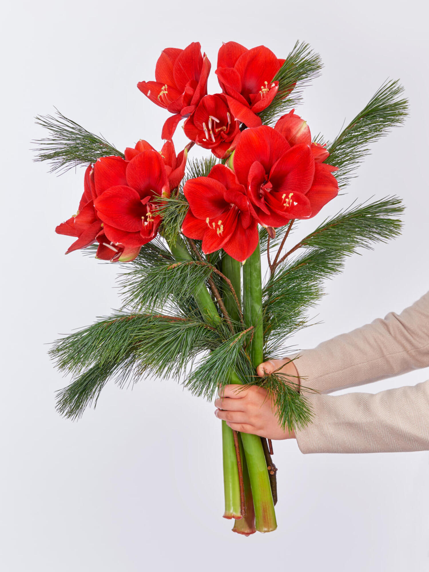 Holy Night – Bild 2